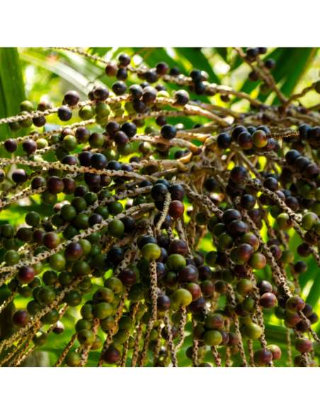Acaipulver Bio die Ballaststoffquelle von der Acai-Palme mit Eisen und Antioxidantien
