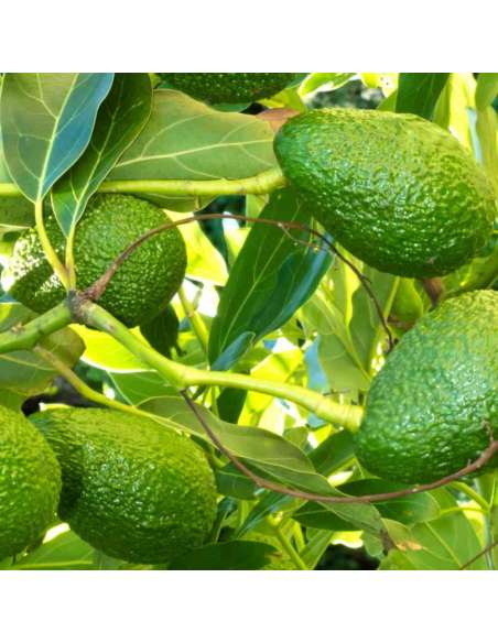 Avocado Früchte für das Bio Öl von bewusstnatur