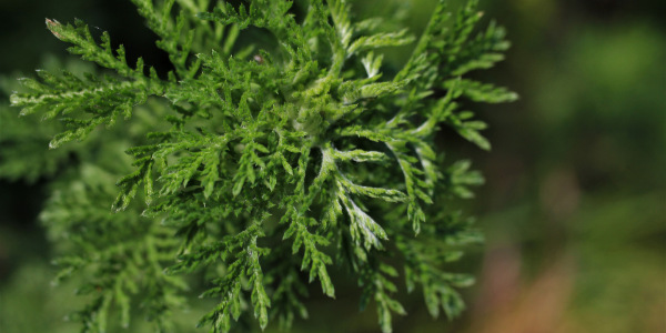 Kräutertee der Kelten Bio mit Beifuß Heilpflanze in Kräutertee von bewusst natur