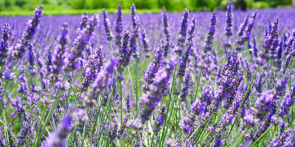 Lavendel Heilpflanze für Kräutertee von bewusstnatur