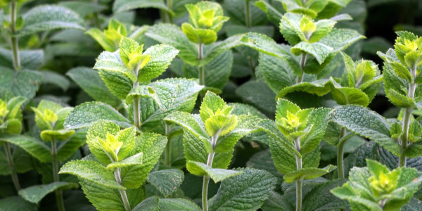 Minze Heilpflanze für Kräutertee Glückseligkeit Ayurveda Tee Pitta von bewusst natur