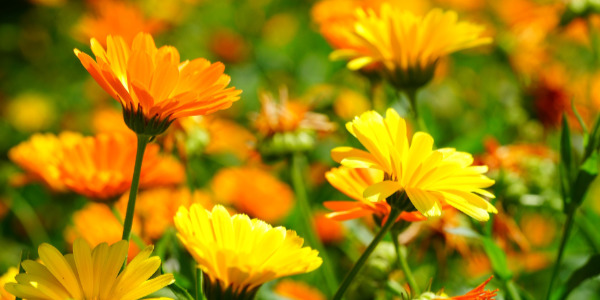 Ringelblume als Heilpflanze verwenden wir im Kräutertee der Kelten, ein Kräutertee von bewusst natur