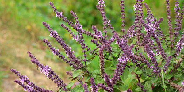 Salbei Heilpflanze für Daotee und Rose-Galgant-Tee Kräutertee von bewusst natur